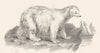 POLAR REGIONS. Bear; U- Maritimus, Polar Bear 1880 old antique print picture