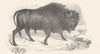 UNGULATES. Bison; B. Americanus- American Bison 1880 old antique print picture