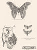 BOMBYCIDAE.Silk Worm Moth;Processionary;Cnethocampa processionica;Zeuzera 1880