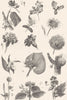 PLANTS. Botany (4)  1880 old antique vintage print picture