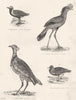 BIRDS.Bustard Squatarola;Grey Sand Piper;Marcgrave Cariama;Gt;Golden Plover 1880