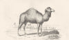 CAMELS. Camel 1880 old antique vintage print picture