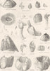 CIRRIPEDA. Chelonobia testudinaria. Greusia Spinulosa. Acasta Spongites 1880