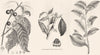 COFFEE.Plant(coffea Arabica);Chocolate(Theobroma Cacao);Tea(Thea Chinensic) 1880