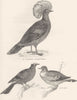 COLUMBIDAE.Coronata-Crowned Pigeon;Cenas-Stock-dove;Punicea-Whiteheaded 1880
