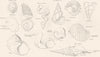 CONCHOLOGY. Spiral Subspiral shells. Peristome; columella; umbilicus; whorl 1880