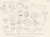 CONCHOLOGY. Opercula Shells; Pk. nucleus; peristome; spire; whorl; Suture 1880