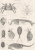 CRUSTACEANS. Brachyura; Grapsus Pictus. Phyllosoma clavicornis; Macroura 1880