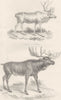DEER.  (Cervidae) . Tarandus- Reindeer; A. Palmatus- Elk Moose 1880 old print