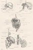 MEDICAL. Digestion 1880 old antique vintage print picture