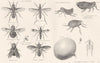 DIPTERA. Echinomyia ferd; Bibio Pomonoe; Volucella bombylans; Telescope fly 1880