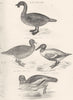 DUCKS.Lobatus-Lobated;Ferus-Goose;Clypeata-Shoveller;Merganser-Goosander 1880
