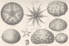 ECHINOIDEA.Cidaridae.Astropyga radiata;Cidaris imperialis;Echinus miliaris 1880