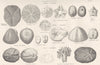 ECHINOIDEA. Scutellidae; Echinanthus; Arachnoides; Rotula Angusti; Rosaceus 1880