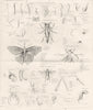 INSECTS. Entomology (Terms used in)  1880 old antique vintage print picture