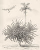 PLANTS. Exotic Plants. 1. Calabash tree; 2. Betel nut palm 1880 old print