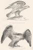 BIRDS. Falcon; Buteo Lagopus. Buzzard; Spiz Bellicosus Martial Eagle 1880