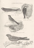BIRDS. Fissirostres; Swift; House Martin; Swallow; common Goat Sucker 1880