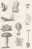 PLANTS. Fungi (1)  1880 old antique vintage print picture