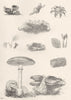 PLANTS. Fungi (2)  1880 old antique vintage print picture