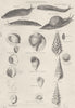MOLLUSCS. Gasteropoda 1880 old antique vintage print picture
