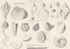 GEOLOGY. Geology Organic remains; Tertiary; Cretaceous 1880 old antique print