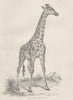 MAMMALS. Giraffe; Cams. Giraffe- Camelopard 1880 old antique print picture