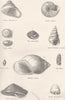 HELIX. Acavus Haemastoma. Zonites Algira; Nux Denticulata. Sheba albella 1880