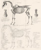 ANATOMY. Horse; Lateral view of the Skeleton of the Horse 1880 old print