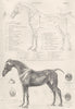 HORSES. Horse; First Layer of Muscles of the Horse 1880 old antique print