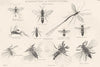 HYMENOPTERA. painted great Ichneumon; Cockroach fly; Australian saw fly 1880