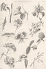 FLOWERS. Inflorescence (1)  1880 old antique vintage print picture