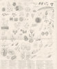 INFUSORIA. Infusoria (1)  1880 old antique vintage print picture