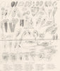 INFUSORIA. Infusoria (2)  1880 old antique vintage print picture