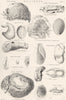 MOLLUSCS. Mollusca 1800 old antique vintage print picture
