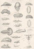 MOLLUSCA. Doridae; Ceratosoma trilobata; Hexabranchus; Dendrodoris limbata 1800