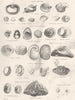 MOLLUSCA.Capulidae;Capulus ungaricus;Hipponyx mitrula;Crepidula Porcellana 1800