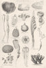 MOLLUSCA.Distoma rubrum sav;Cynthia canopus;Clavelina borealis;Botryllus 1800