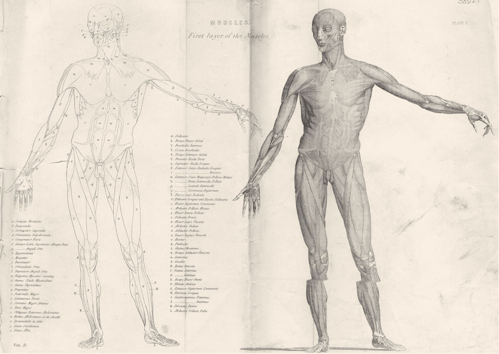 ANATOMY. Muscles; First layer of the Muscles 1800 old antique print ...