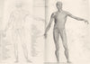 ANATOMY. Muscles; First layer of the Muscles 1800 old antique print picture