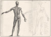 ANATOMY. Muscles (1)  1800 old antique vintage print picture