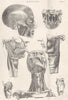 ANATOMY. Muscles (2)  1800 old antique vintage print picture