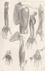 ANATOMY. Muscles (3)  1800 old antique vintage print picture