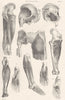ANATOMY. Muscles (4)  1800 old antique vintage print picture