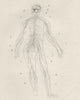 ANATOMY. Nervous system of Man 1800 old antique vintage print picture