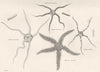 SEA STARS. Ophiura. Mutica; 2. Squamosa. Ophiothrix lineolata; Lamarckii 1800