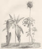 SWITZERLAND.Palms;Yucca aloifolia;Banana;Cereus;Fan palm;Castor oil plant 1800