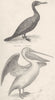 BIRDS. Pelecanidae; Phal. Carbo- Cormorant; Pel. Onocrotalus Cmn Pelican 1880