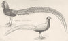 BURMA. Pheasant. Amherstiae. Amherst's. Nycthemerus. Silver 1880 old print