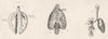 BIOLOGY. Respiration; Lungs of a Bird; Human Chest; Human Lungs 1880 old print